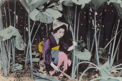 日本，约 1912 年：巨大的沼泽大黄，野生植物，秋田（照片） 作者 摄影师 日本人
