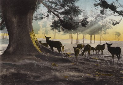 日本，约1912年。奈良，春日寺的地面上有驯服的鹿在游荡（照片）。 作者 摄影师 日本人