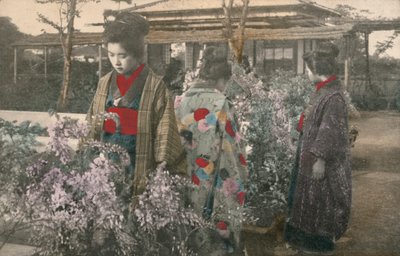 日本妇女与紫藤植物（彩色照片） 作者 摄影师 日本人