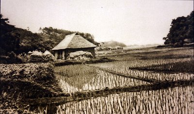日本的稻田 作者 摄影师 日本人
