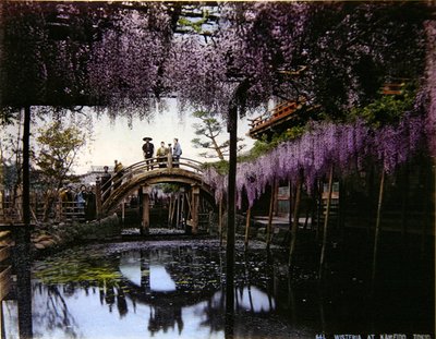 龟岛花园的紫藤，约1900年（彩色照片）。 作者 摄影师 日本人