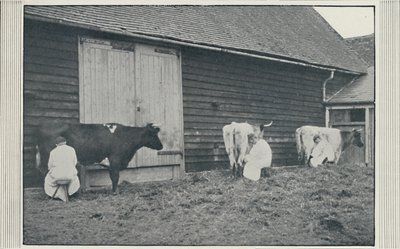 挤奶牛，1910年 作者 画报社