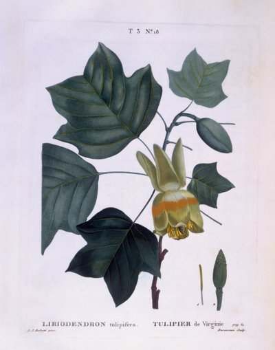 美国郁金香树（Liriodendron tulipifera），亨利-路易斯-杜哈梅尔-杜蒙索，皮埃尔-约瑟夫-雷杜特的植物图版 作者 皮埃尔·约瑟夫·雷杜特