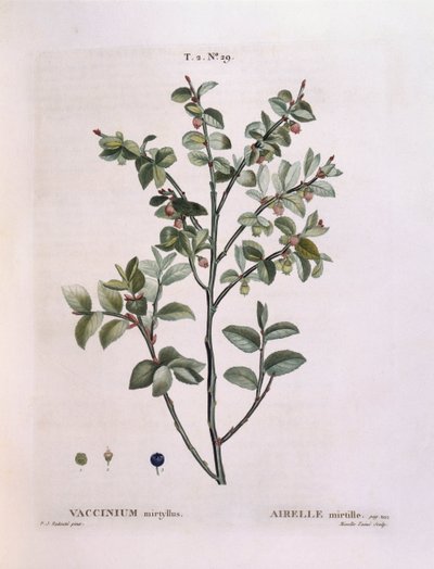 山桑子（Vaccinium myrtillus），Henry Louis Duhamel du Monceau，Pierre Joseph Redouté的植物图版。 作者 皮埃尔·约瑟夫·雷杜特