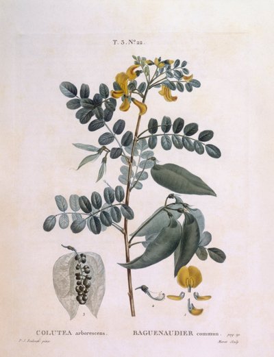 膀胱塞纳（Colutea arborescence），亨利-路易斯-杜哈梅尔-杜蒙索，皮埃尔-约瑟夫-雷杜特的植物图版 作者 皮埃尔·约瑟夫·雷杜特