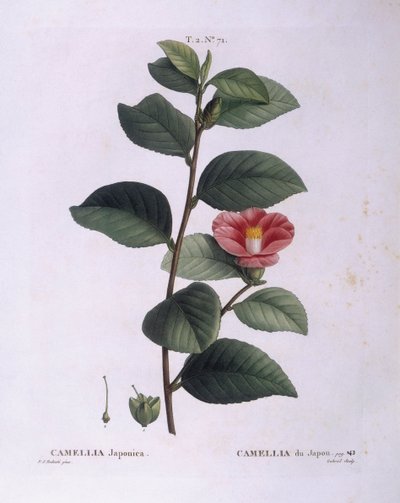 山茶花（Camellia japonica），亨利-路易斯-杜哈梅尔-杜蒙索，皮埃尔-约瑟夫-雷杜特的植物图版 作者 皮埃尔·约瑟夫·雷杜特