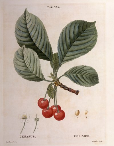 樱桃（Cerasus），Henry Louis Duhamel du Monceau，Pierre Joseph Redouté的植物图版。 作者 皮埃尔·约瑟夫·雷杜特