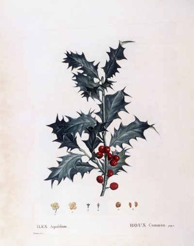 欧洲冬青（Ilex aquifolium），亨利-路易斯-杜哈梅尔-杜蒙索，皮埃尔-约瑟夫-雷杜特的植物图版 作者 皮埃尔·约瑟夫·雷杜特