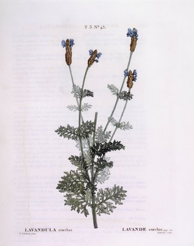 法国薰衣草（Lavandula stoechas），Henry Louis Duhamel du Monceau，Pierre Joseph Redouté的植物版画。 作者 皮埃尔·约瑟夫·雷杜特