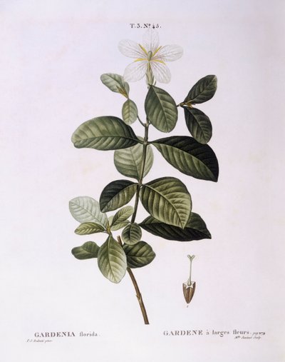 栀子花（Gardenia florida），Henry Louis Duhamel du Monceau，Pierre Joseph Redouté的植物图版。 作者 皮埃尔·约瑟夫·雷杜特