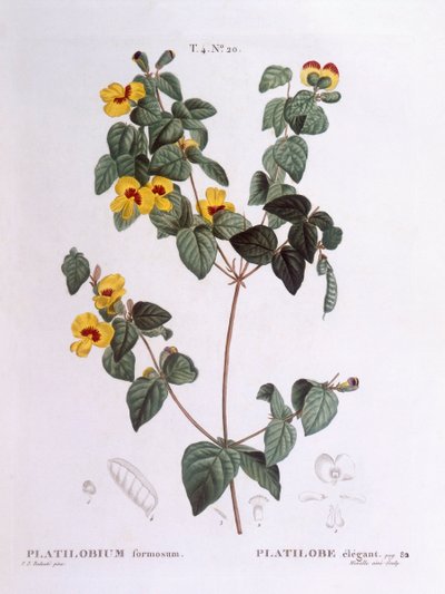英俊的扁豆（Platylobium formosum），亨利-路易斯-杜哈梅尔-杜蒙索，皮埃尔-约瑟夫-雷杜特的植物图版 作者 皮埃尔·约瑟夫·雷杜特