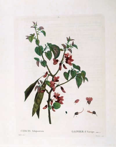 犹大树（Cercis siliquastrum），亨利-路易斯-杜哈梅尔-杜蒙索，皮埃尔-约瑟夫-雷杜特的植物图版 作者 皮埃尔·约瑟夫·雷杜特