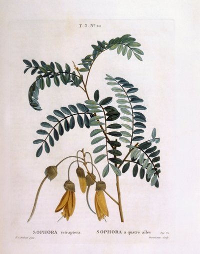 Kowhai（Sophora tetraptera或Edwardsia grandiflora），Henry Louis Duhamel du Monceau，Pierre Joseph Redouté的植物板。 作者 皮埃尔·约瑟夫·雷杜特
