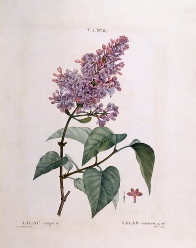 丁香（Syringa vulgaris），亨利-路易斯-杜哈梅尔-杜蒙索，皮埃尔-约瑟夫-雷杜特的植物图版 作者 皮埃尔·约瑟夫·雷杜特
