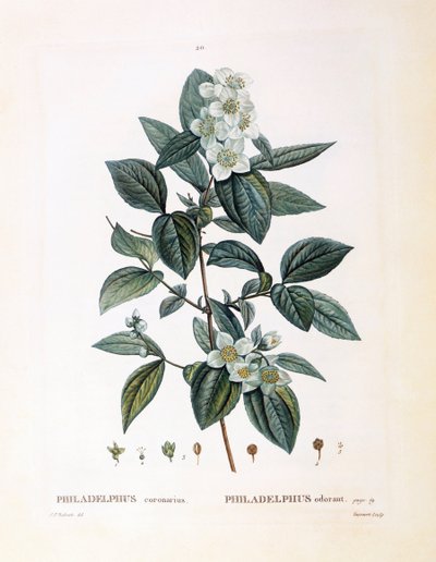 柳橙（Philadelphus coronarius），Henry Louis Duhamel du Monceau，Pierre Joseph Redouté的植物图版。 作者 皮埃尔·约瑟夫·雷杜特