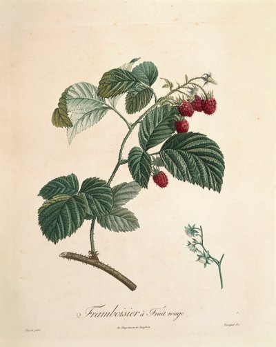 皮埃尔-约瑟夫-雷杜特（1759-1840）的《覆盆子》。 作者 皮埃尔·约瑟夫·雷杜特