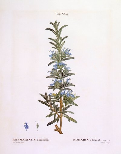 迷迭香（Rosmarinus officinalis），Henry Louis Duhamel du Monceau，Pierre Joseph Redouté的植物图版。 作者 皮埃尔·约瑟夫·雷杜特