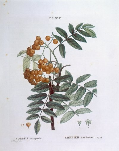 楸树或欧洲山白蜡（Sorbus aucuparia），亨利-路易斯-杜哈梅尔-杜蒙索，皮埃尔-约瑟夫-雷杜特的植物图版 作者 皮埃尔·约瑟夫·雷杜特