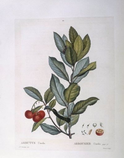 草莓树（Arbutus unedo），Henry Louis Duhamel du Monceau，Pierre Joseph Redouté的植物版画。 作者 皮埃尔·约瑟夫·雷杜特