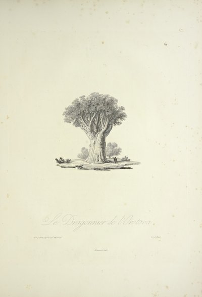 奥罗塔瓦的龙树，由Bouquet雕刻，插图来自Alexander von Humboldt和Aime Bonpland的《Vues des Cordillères et Monumens des Peuples Indigènes de l