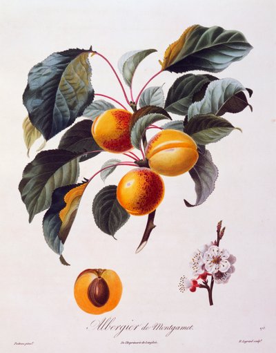 杏子的果实和花朵 Albergier De Montgamet，约 1846 年，由来自法国 Pomolgie Francais 的 Pierre-Antoine Poiteau 彩色雕刻 作者 皮埃尔·安托万（后）Poiteau