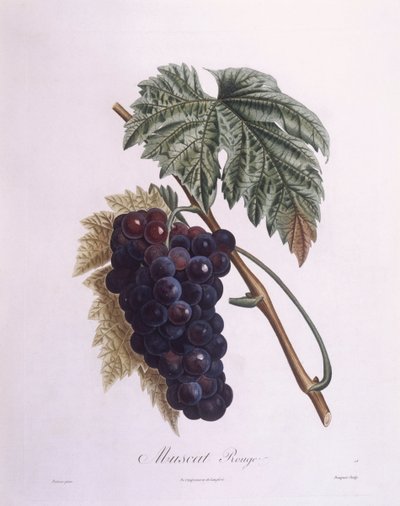 麝香葡萄藤（Vitis vinifera），亨利-路易斯-杜哈梅尔-杜蒙索，皮埃尔-安托万-普瓦托的植物图版 作者 皮埃尔·安托万（后）Poiteau