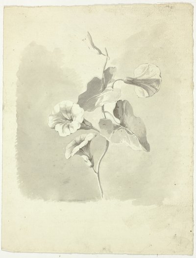 牵牛花 作者 皮埃尔·安托万·蒙金