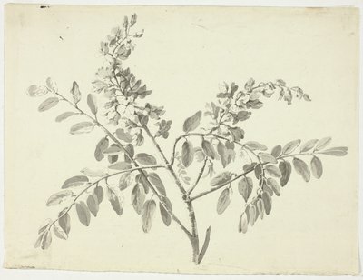 花枝 作者 皮埃尔·安托万·蒙金