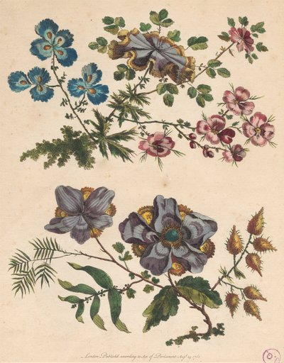 两朵想象中的花 作者 Pierre-Charles Canot