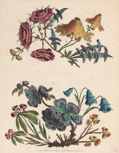 两朵想象中的花 作者 Pierre-Charles Canot