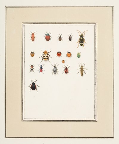 甲虫，约 1755-65（纸面水彩画） 作者 皮埃尔·弗朗索瓦·勒杜尔