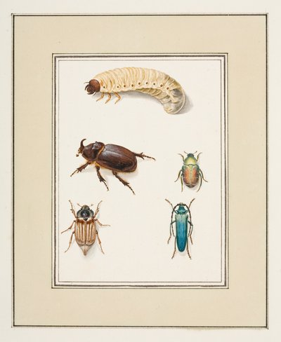 甲虫，约 1755-65（纸面水彩画） 作者 皮埃尔·弗朗索瓦·勒杜尔