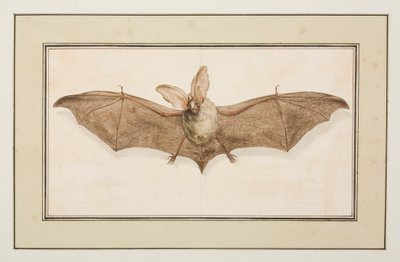 棕色长耳蝙蝠，c.1755-65（纸上水彩） 作者 皮埃尔·弗朗索瓦·勒杜尔