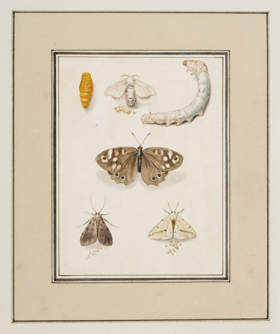 蝴蝶、飞蛾和毛毛虫，约 1755-65（纸面水彩画） 作者 皮埃尔·弗朗索瓦·勒杜尔