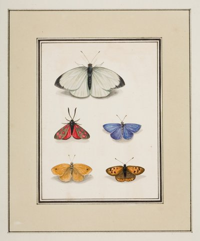 蝴蝶，c.1755-65（纸上水彩） 作者 皮埃尔·弗朗索瓦·勒杜尔
