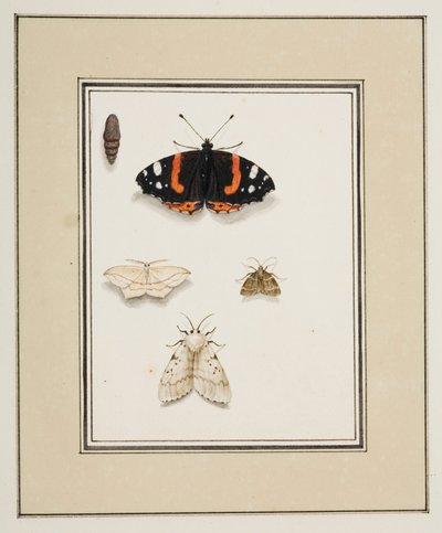 蝴蝶，约 1755-65（纸面水彩画） 作者 皮埃尔·弗朗索瓦·勒杜尔