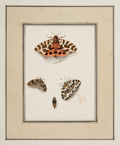 蝴蝶，约 1755-65（纸面水彩画） 作者 皮埃尔·弗朗索瓦·勒杜尔