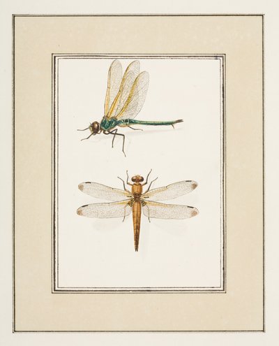 蜻蜓，c.1755-65（纸上水彩） 作者 皮埃尔·弗朗索瓦·勒杜尔