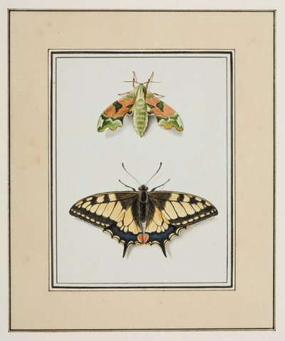 鹰蛾和旧世界燕尾蝴蝶，c.1755-65（纸上水彩） 作者 皮埃尔·弗朗索瓦·勒杜尔