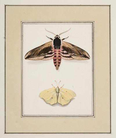 女贞鹰蛾和普通布里姆斯通，约 1755-65（纸面水彩画） 作者 皮埃尔·弗朗索瓦·勒杜尔