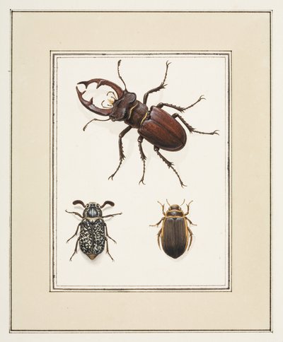 雄鹿、茶隼和吉尔格兰德甲虫，约 1755-65（纸面水彩画） 作者 皮埃尔·弗朗索瓦·勒杜尔