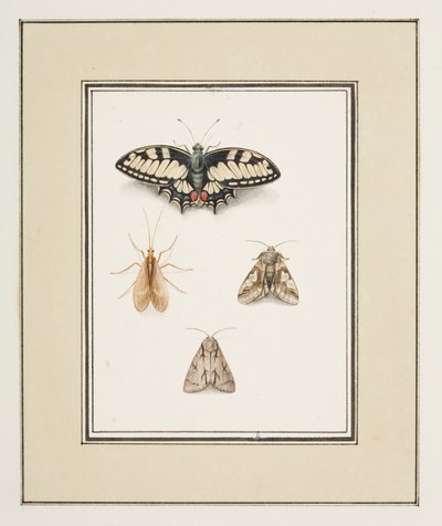 燕尾蝶、蜉蝣和两只飞蛾，约 1755-65 年（纸面水彩画） 作者 皮埃尔·弗朗索瓦·勒杜尔