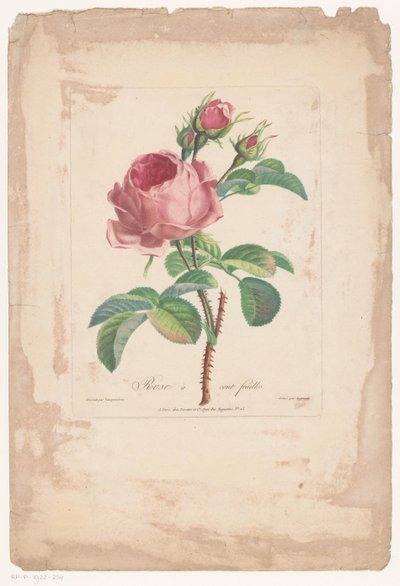 红玫瑰
Rose à cent feuilles（标题见实物） 作者 泰萨里和希。