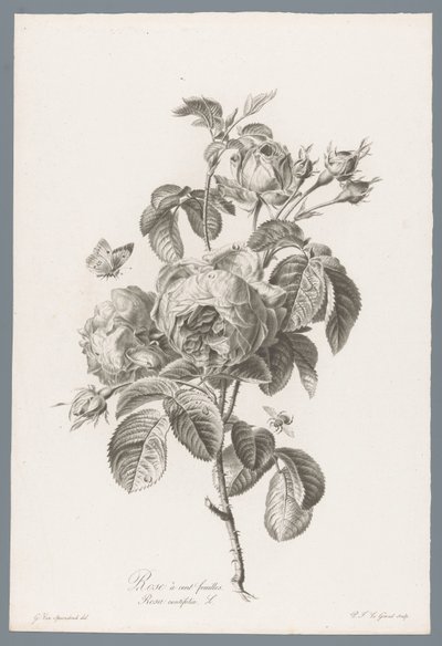 红玫瑰
百花蔷薇 / Rosa centifolia L. （作品标题）
Fleurs d