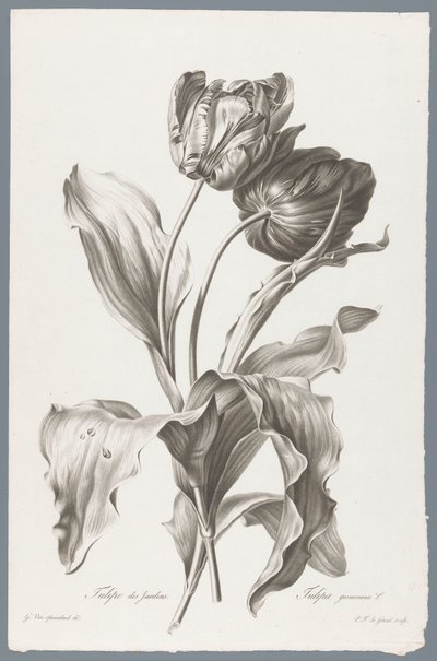 郁金香
Tulipe des Jardins / Tulipa gesneriana L.（作品名称）
大自然的花朵（......）（系列名称） 作者 杰拉德范斯潘东克