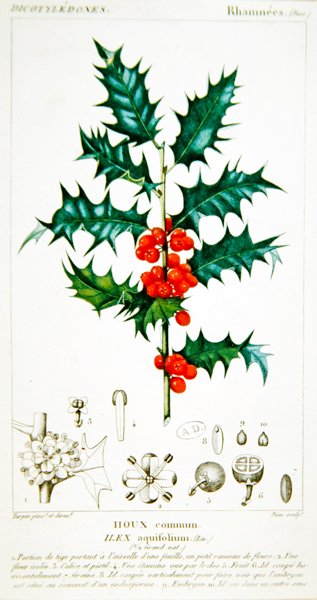 冬青（Ilex aquifolium）植物图版，约1820年（彩色平印）。 作者 皮埃尔·让·弗朗索瓦（后）特平