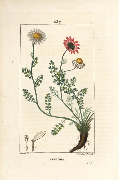 非洲除虫菊--西班牙的Pellitory，Anthemis pyrethrum（Anacyclus pyrethrum），有花、叶、茎和根部。小兰伯特根据皮埃尔-让-弗朗索瓦-图尔平的画作进行的手绘立体铜版画，出自肖梅顿、普瓦雷特和查姆。 作者 皮埃尔·让·弗朗索瓦·特平
