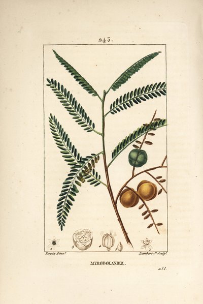 Amla（amala，amalaki），尼泊尔或印度醋栗，myrobolan emblique - 尼泊尔或印度醋栗，余甘子，叶，果实和种子。 小兰伯特根据 Pierre Jean-Francois Turpin 绘制的手绘点画铜版画 作者 皮埃尔·让·弗朗索瓦·特平
