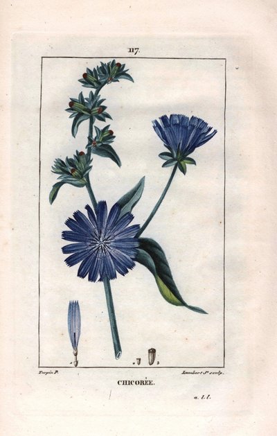 植物学：有花的菊苣 - 菊苣植物和花，Cichorium intybus。兰伯特根据皮埃尔-让-弗朗索瓦-图尔平的画作进行的手绘立体铜版画，出自肖梅顿、波尔特和张贝的 "La Flore Medicale"，巴黎，潘库克 作者 皮埃尔·让·弗朗索瓦·特平