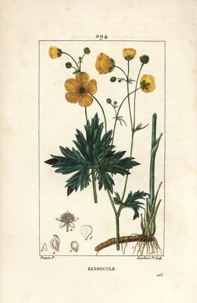 Buttercup - Upright crowfoot, Ranunculus acris, with flower, leaf, stalk, and root. Handcoloured stipple copperplate engraving by Lambert Junior from a drawing by Pierre Jean-Francois Turpin from Chaumeton, Poiret and Chamberet